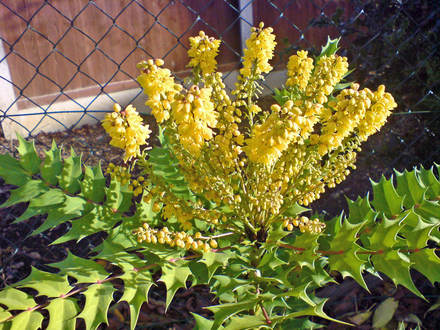 Mahonia (Mahonia japonica (Mahonia))