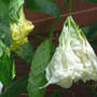 Angel Trumpet "Shredded White" (Brugmansia "Shredded White")