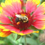 Bumblebee  (Gaillardia aristata (Blanketflower) "Goblin")
