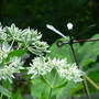 Snow-on-the-Mountain (Euphorbia marginata)