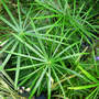 Umbrella Palm (Cyperus alternifolious)