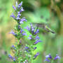 Lobelia siphilitica