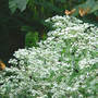 Great_spangled_frits_4_on_boneset_9-03-08_exc_sm