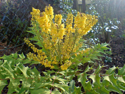 mahonia (Mahonia japonica (Mahonia))