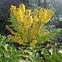mahonia (Mahonia japonica (Mahonia))
