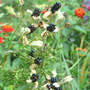 Blackberry_lily_berries_9-03-08_exc_sm