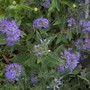 Caryopteris x clandonensis