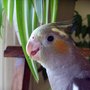 "Lucy" My new Plant friend (Cockatiel)