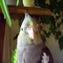 Lucy again (Cockatiel)