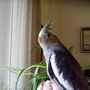 Lucy-loo again! (Cockatiel)