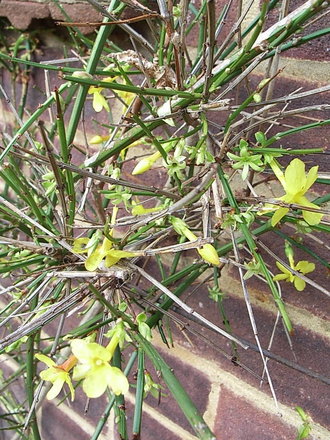 Jasminum nudiflorum (Jasminum nudiflorum)
