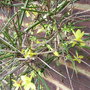 Jasminum_nudiflorum