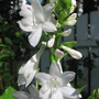 hosta Plantaginea blooms (Hosta plantaginea (Fragrant Plaintain Lily))