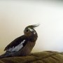 Cockatiel (Cockatiel)