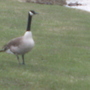 Nature_walk_027