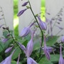 hosta Lance leaf close up of blooms (Hosta lancifolia (Plantain lily))