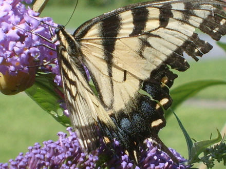 yellow and black butterfly