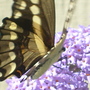 S7300244