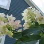 hydrangea 'Pink Diamond' (Hydrangea arborescens (Hydrangea))