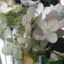 hydrangea 'Pink Diamond' (Hydrangea arborescens (Hydrangea))