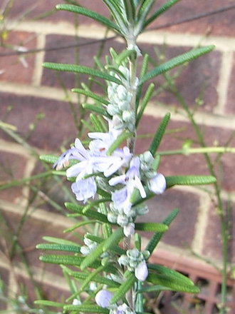 Rosmarinus officinalis 'Miss Jessop's Upright' (Rosmarinus officinalis 'Miss Jessop's Upright')