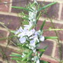 Rosmarinus officinalis 'Miss Jessop's Upright' (Rosmarinus officinalis 'Miss Jessop's Upright')