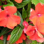 Orange New Guinea Busy Lizzie (impatiens)