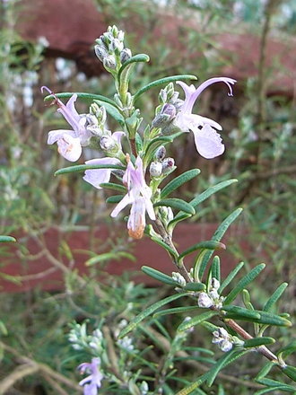 Rosmarinus officinalis 'Roseum' (Rosmarinus officinalis 'Roseum')