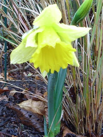 Narcissus 'Reinveld's Early Sensation' (Narcissus 'Reinveld's Early Sensation')