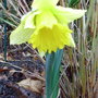 Narcissus___rijnveld_s_early_sensation_