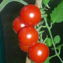 Tomato "Tornado"