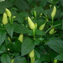 Chilli/Chili/Chile Pepper "Prairie Fire"