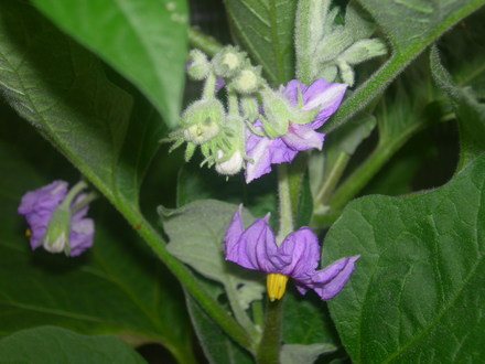 Aubergine/Eggplant 