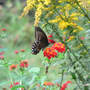 Spicebush Swallowtail (Lantana camara (Lantana) "Dallas Red")