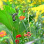 Ruby-throated Hummingbird  (Lantana camara (Lantana) "Dallas Red")
