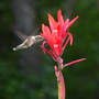 Ruby-throated Hummingbird on Canna (Canna indica (Indian shot plant) unknown Red)