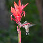 Hummer on Canna (Canna indica (Indian shot plant) unknown Red)