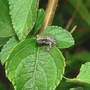 Another Treefrog ! (Lantana camara (Lantana) "Dallas Red")