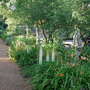 A garden flower photo