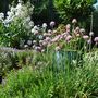 A corner of Tracey's garden