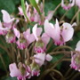Pink Cyclamen. (Cyclamen hederifolium)