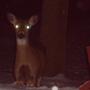 Doe in the winter of '07