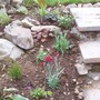 new rockery