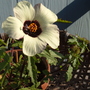 Bloomed