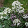 Garlic Chives (Allium tuberosum)