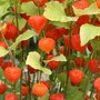 Container Gardening