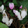 White Cyclamen. (Cyclamen hederifolium)