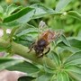 Drone bee