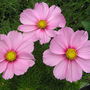 Cosmos in pots in my backyard (Cosmos bipinnatus (Cosmos))