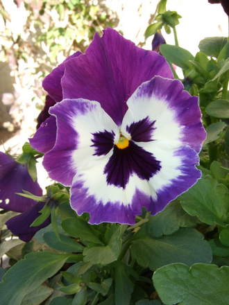 Winter Pansy (Viola x wittrockiana)